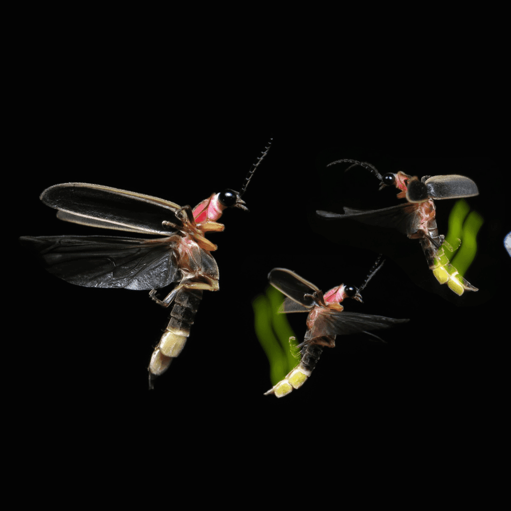 podcast image